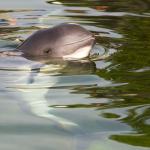 Porpoise calf 
