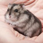 Dwarf hamster