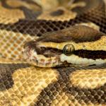 Close-up of a royal python    