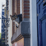Happy city cat sitting in a window in Amsterdam 