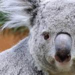 Koala at Ouwehands Dierenpark in Rhenen