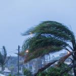 Palm trees sway under powerful winds
