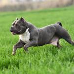 American buldog