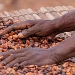 Drying cocoa beans