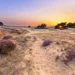 Heathland in the National Park Hoge Veluwe. 