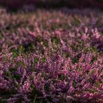 A heather bush
