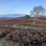 The Renderklippen heathland in the Veluwe forest, in December (municipality of Heerde, the Netherlands).