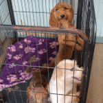 72 neglected dog seized from a farm in Friesland, 30 July 2025