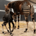 Baby okapy born at Beekse Bergen, 4 August 2025