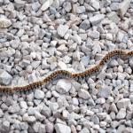Pine processionary caterpillars marching over gravel