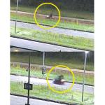 Police investigating the murder of Lisa, 17, in Duivendrecht near Amsterdam were searching for a scooter rider (top) and the occupants of a Biro microcar (bottom). 20 Aug. 2025