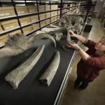 Fossils from the Dubois collection, taken from Indonesia during Dutch colonial rule, will be returned after more than a century in the Netherlands, kept at the Naturalis Biodiversity Center in Leiden