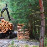 A logging harvester working in a forest