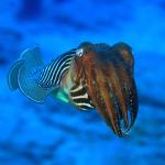 Cuttlefish in nature