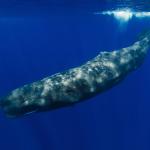 Sperm whale in nature