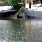 Young seal swimming in Utrecht canal, 8 September 2025