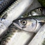Mackerel 