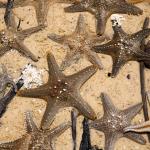 A multitude of washed-up starfish