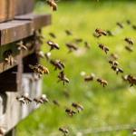 Bees and their beehive