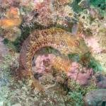 Ringneck blenny (Parablennius pilicornis)