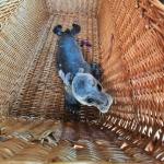 Seal pup, named Rave, after being found by the Stichting Zeehonden Centrum Pieterburen at an illegal rave in Groningen, June 21, 2025.