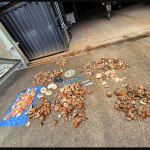 Enforcement officers and environmental police seized 36.5 kilograms of illegally foraged mushrooms from the Utrechtse Heuvelrug nature reserve on Oct. 6, 2025.