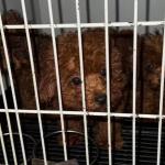 Toy poodles being rescued by the Animal Police from an apartment on the Singel in Amsterdam.