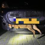 Fox stuck between car's grille and bumper in Hoogersmilde, Drenthe. 20 November 2025
