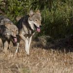 Wolves running after prey
