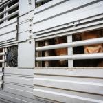 Cows peeking out of aeration windows in a cattle truck