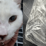 Two cats shot with a crossbow in Eindhoven, November 2025