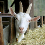 Goat on a farm