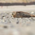 A seal pup 