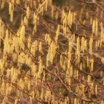 Closeup of yellow hazel catkin growing from dry tree branches or stems in home garden at sunset.
