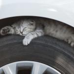 A kitten sleeping on a car tire.