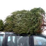 Christmas tree secured to the roof of a car.