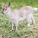Baby goat