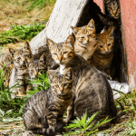 Stray cat with a litter of kittens