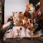 Inspectors from the Netherlands Enterprise Agency and the Netherlands Food and Consumer Product Safety Authority seize protected taxidermy animals during a nationwide wildlife crime operation in Brabant on Dec. 11, 2025.
