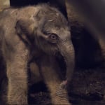 Elephant calf born at Artis Zoo in Amsterdam on December 24, 2025.