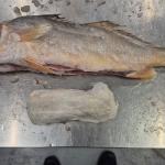 Package of cocaine found inside a fish at a warehouse in Barneveld, January 12, 2026.