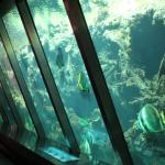 Amsterdam's Artis Zoo aquarium.
