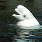 A beluga whale is in its natural habitat.