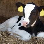 A young black and white calf lying in straw