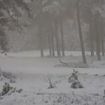 A foggy start to a snowy day in the Hoge Veluwe national park in the east of the Netherlands. 6 Jan. 2026