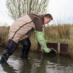 A water board scientist checks a drain as part of efforts to monitor and control invasive muskrats in the Netherlands.