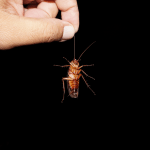 Man's hand holding a cockroach