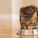 A cat is eating