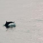 A dolphin swims near a beach