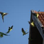 Ring-necked parakeets
